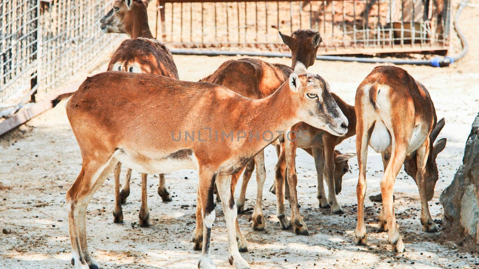 Group of mouflons standing in an enclosure at the zoo