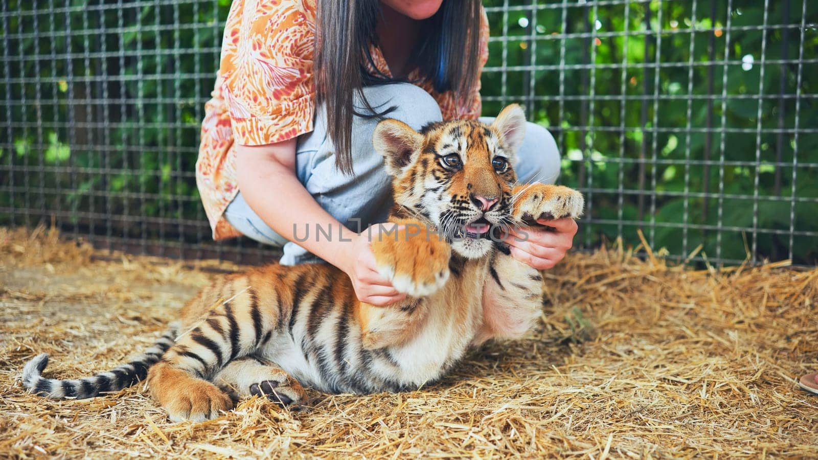 Zookeeper holding a playful tiger cub in a zoo