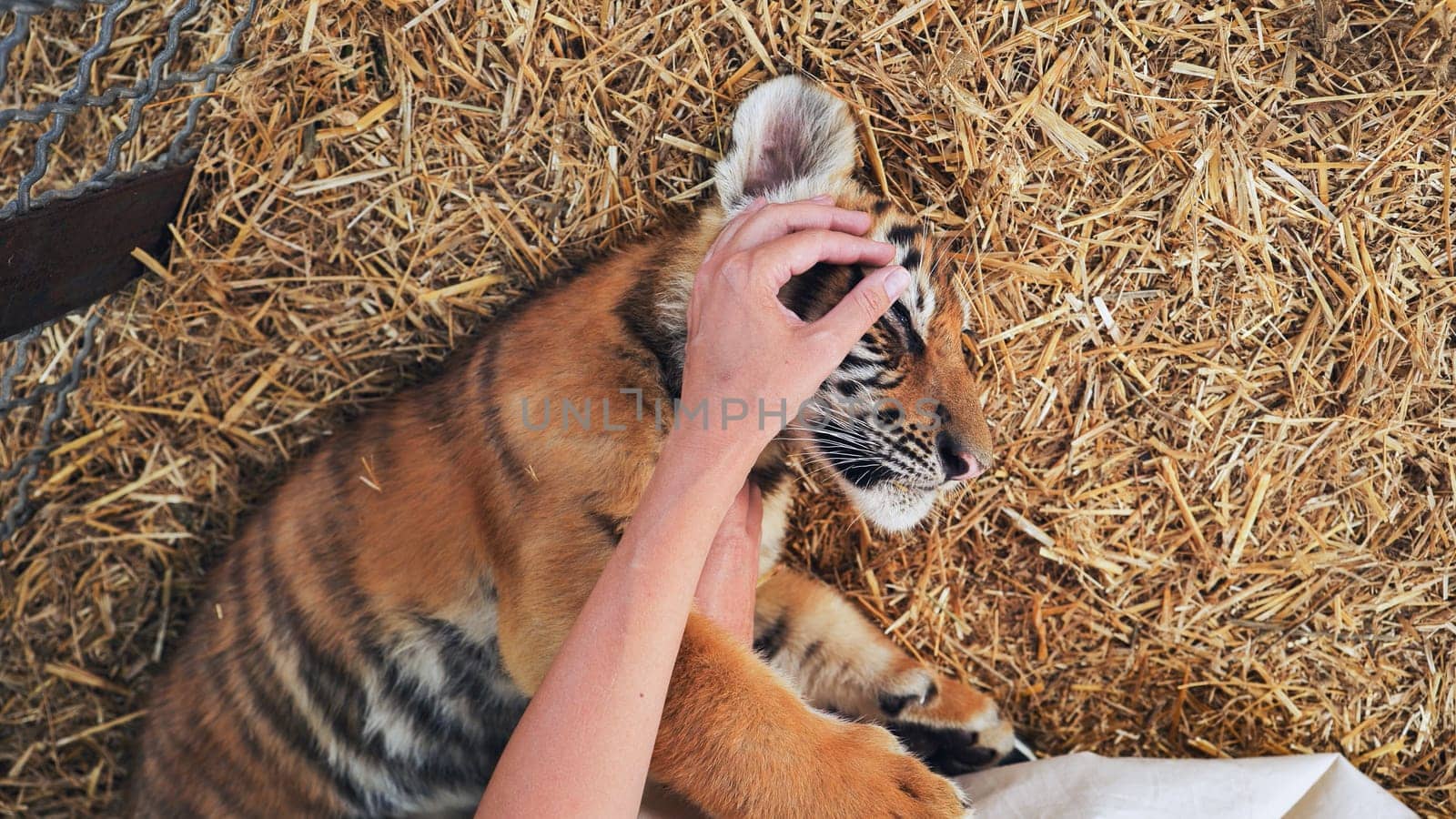 Veterinarian examining a playful tiger cub lying on its back on straw inside a cage in a safari park