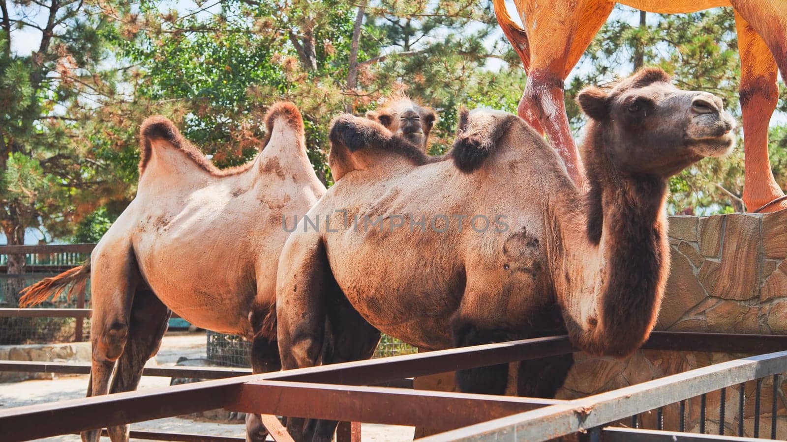 Two bactrian camels standing near metal fence in zoo enclosure during summer day