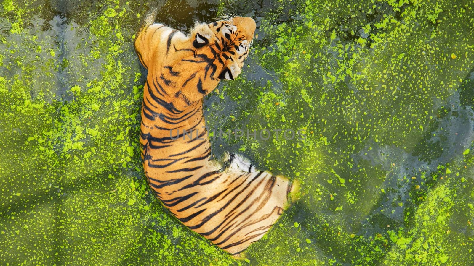 Majestic tiger cooling off in green algae water, enjoying a refreshing swim while basking in the summer sun at the zoo