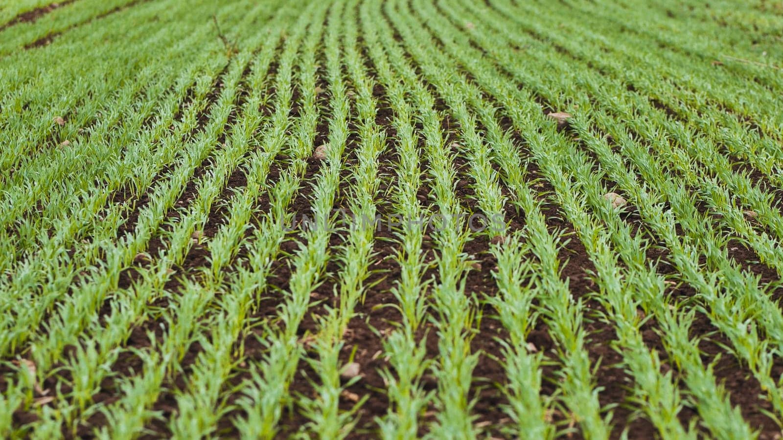 Green wheat seedlings stretching across fertile ground, forming orderly rows with soft verdant and earthy tones