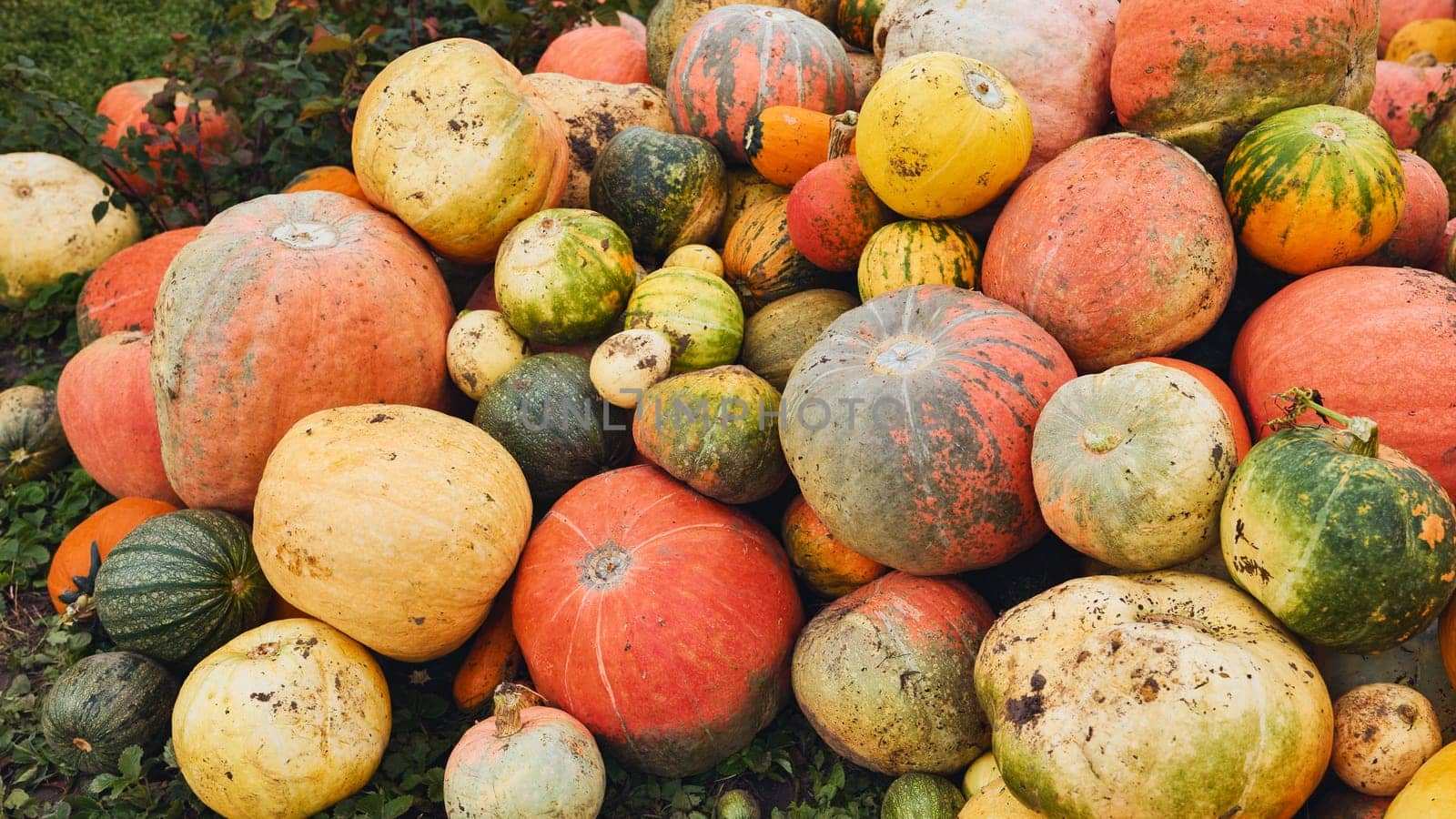 Various pumpkins and gourds forming a large pile in a field, celebrating autumn harvest
