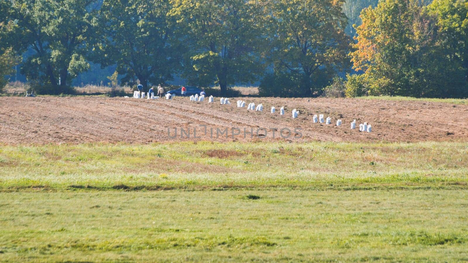 Farmers harvesting potatoes in a field filling white sacks on a sunny autumn day near green forest