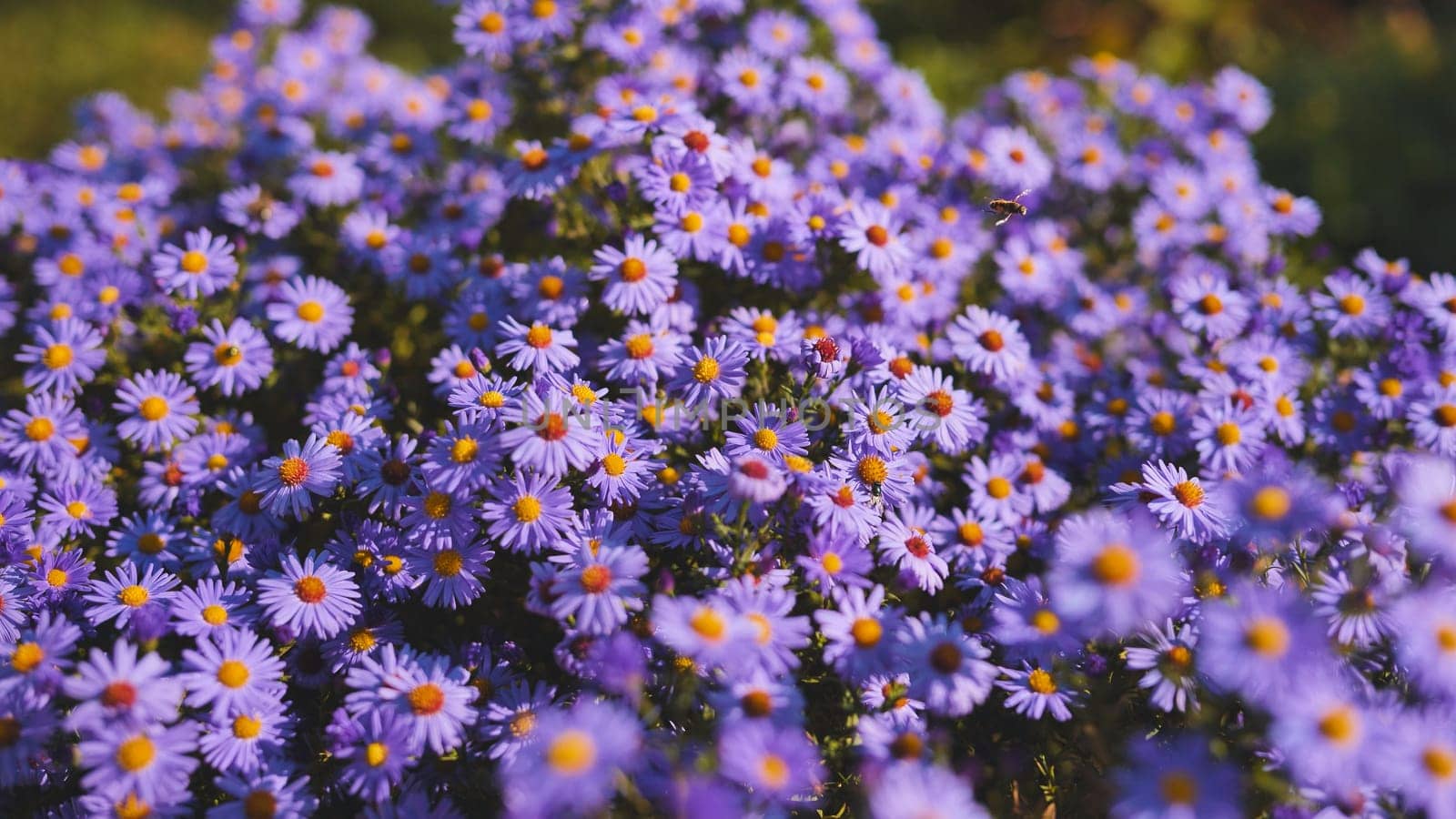 Vibrant purple aster blossoming among lush greenery, capturing seasonal garden beauty with delicate floral elegance