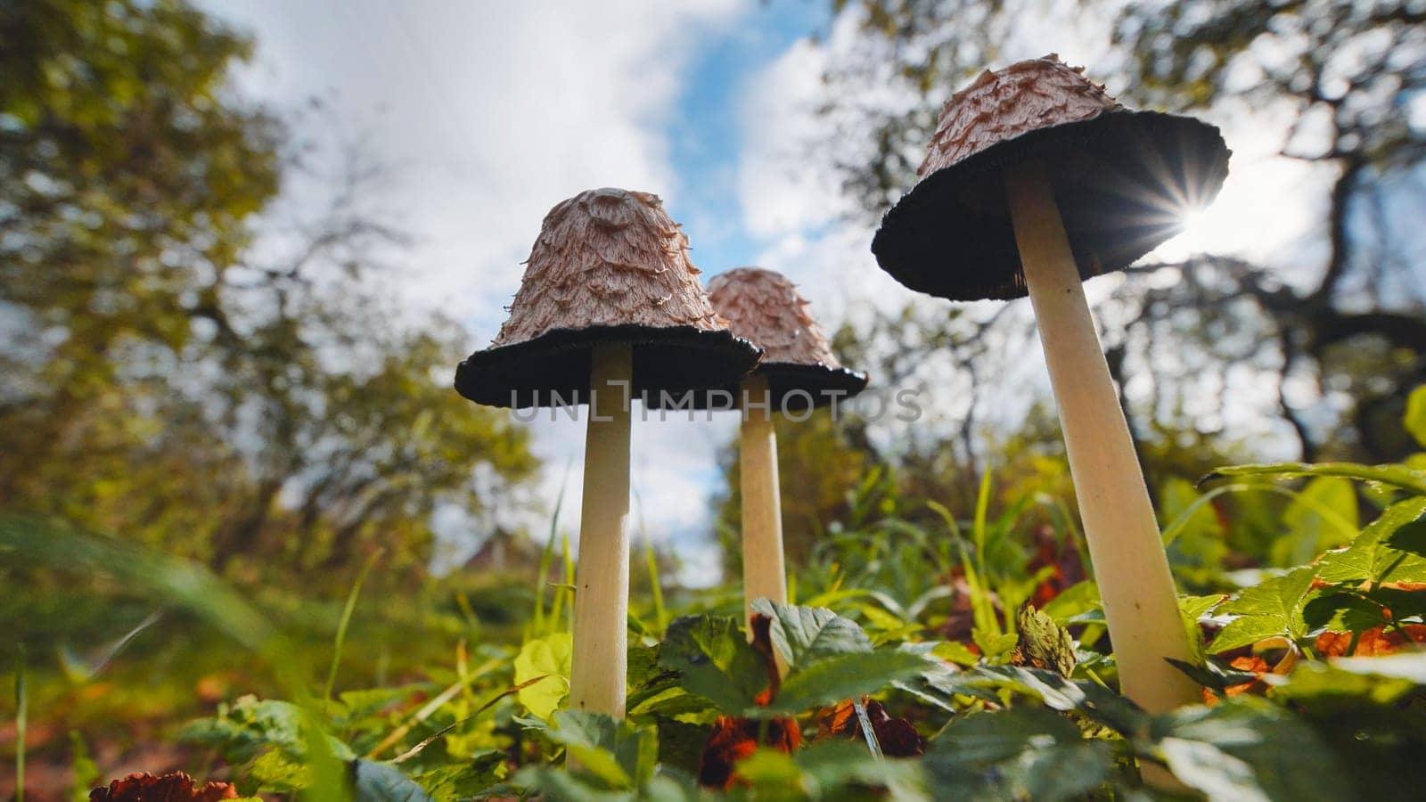 Low angle view of shaggy ink cap mushrooms growing in a forest during autumn, with sunlight filtering through the trees