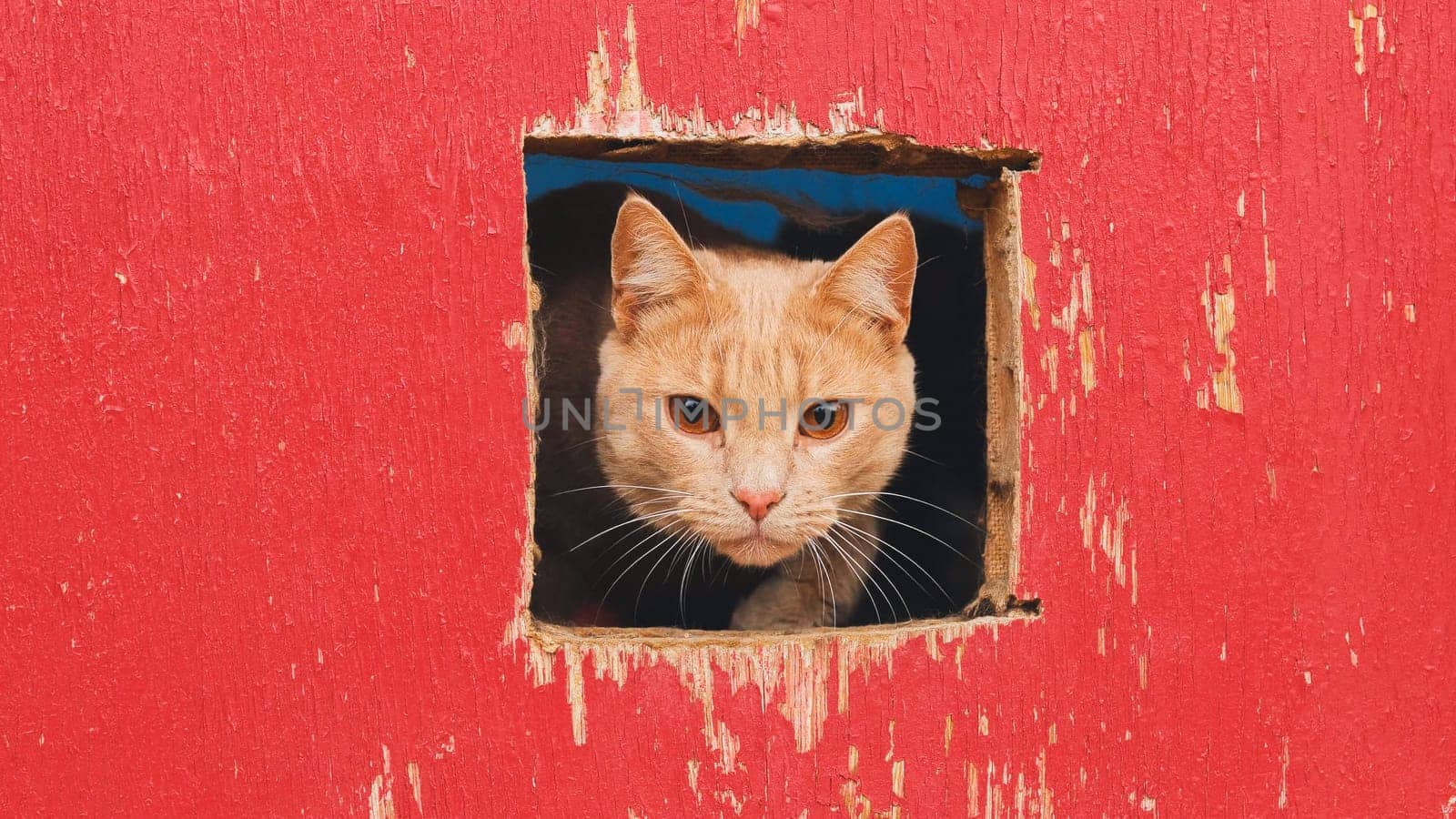 Ginger cat looking through square hole in bright red painted wooden fence