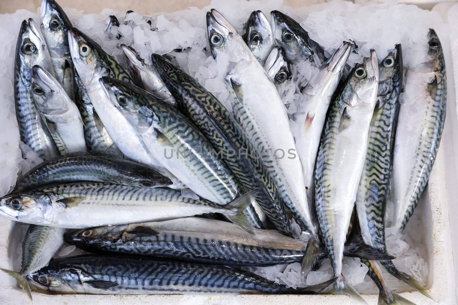 Mackerel fishes in box at Greek fish market. Horizontal. Top view.