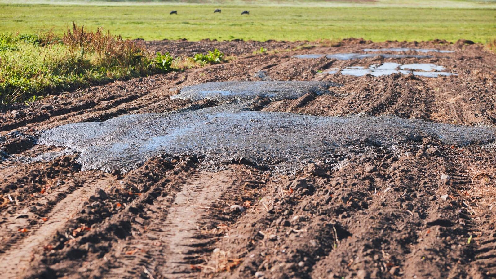 Cow manure in the field. Natural fertilizer