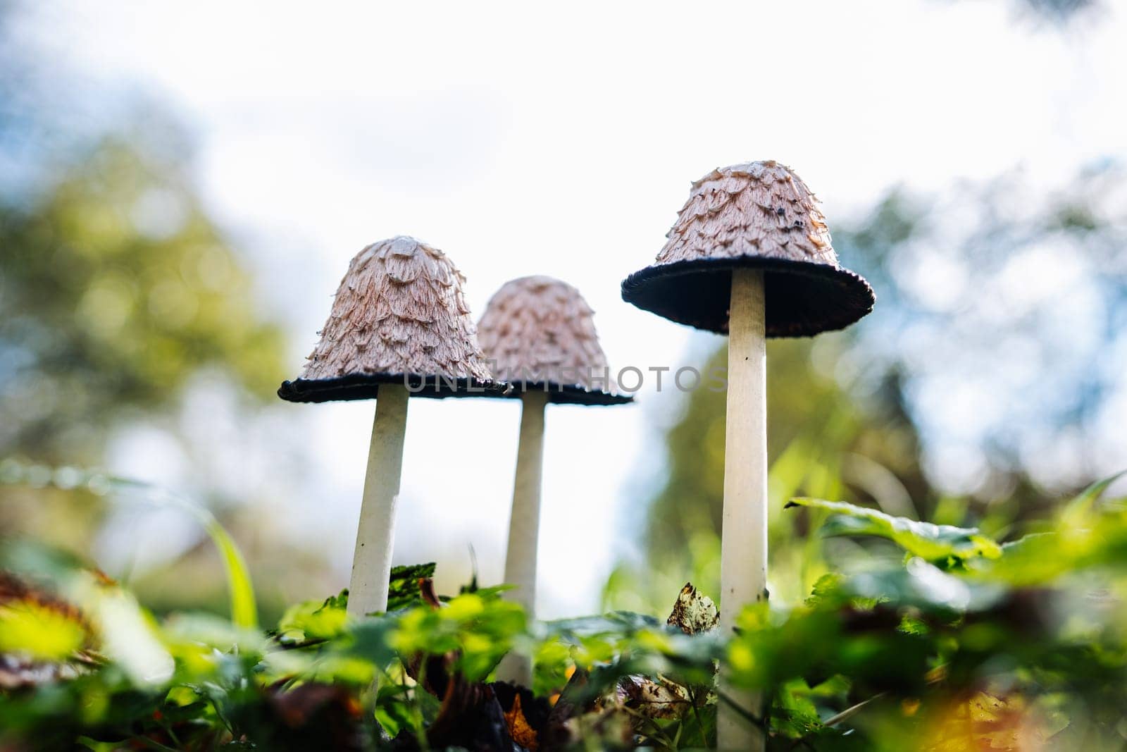 Wild mushrooms with shaggy caps growing in a field of green grass