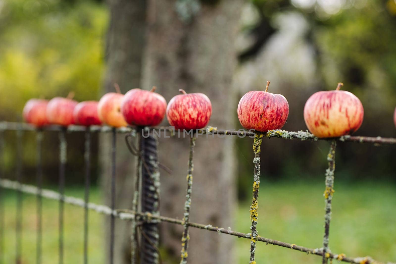 Ripe red apples on rusty wire of an old fence in the countryside