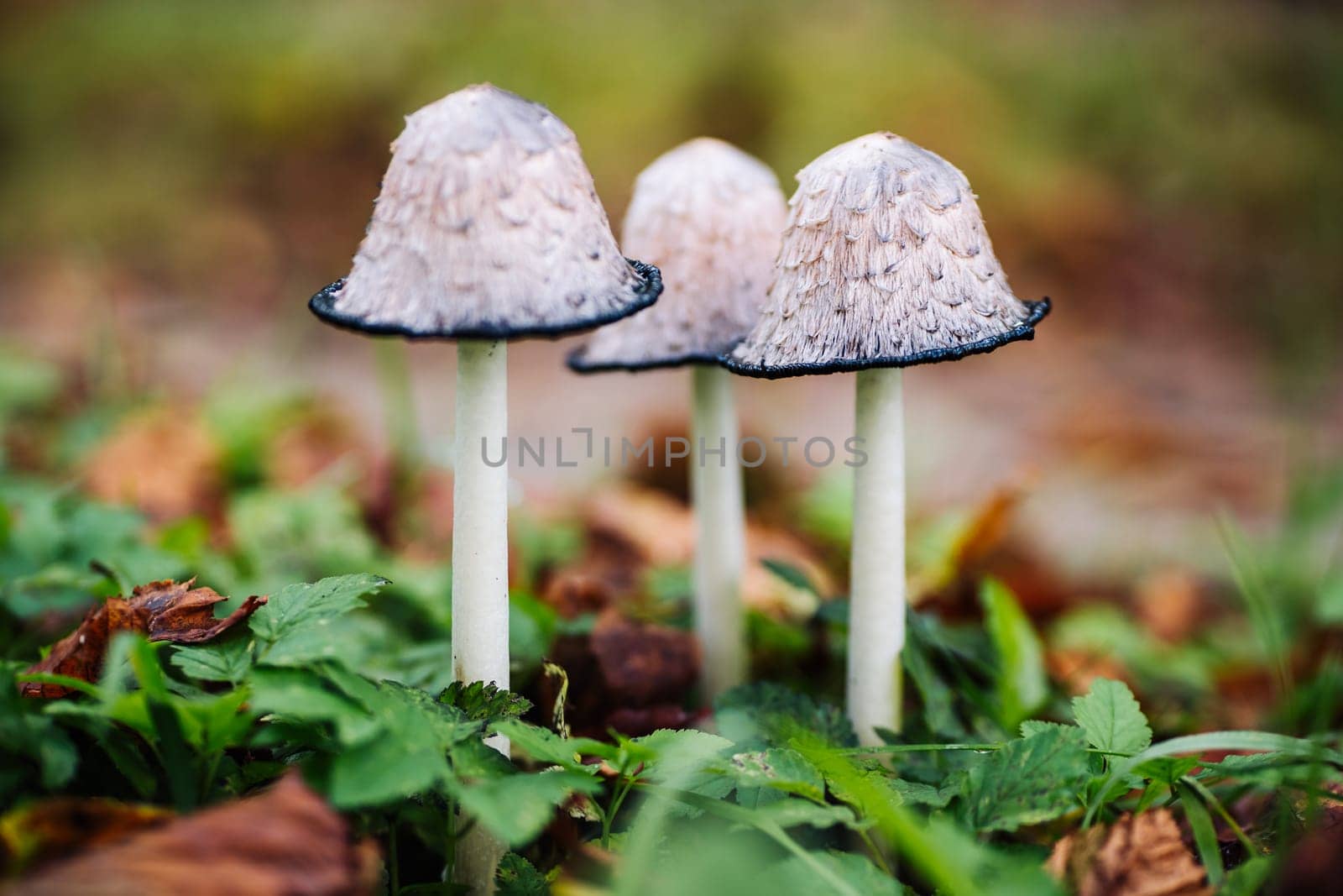 Coprinus comatus mushrooms growing in green grass during autumn season