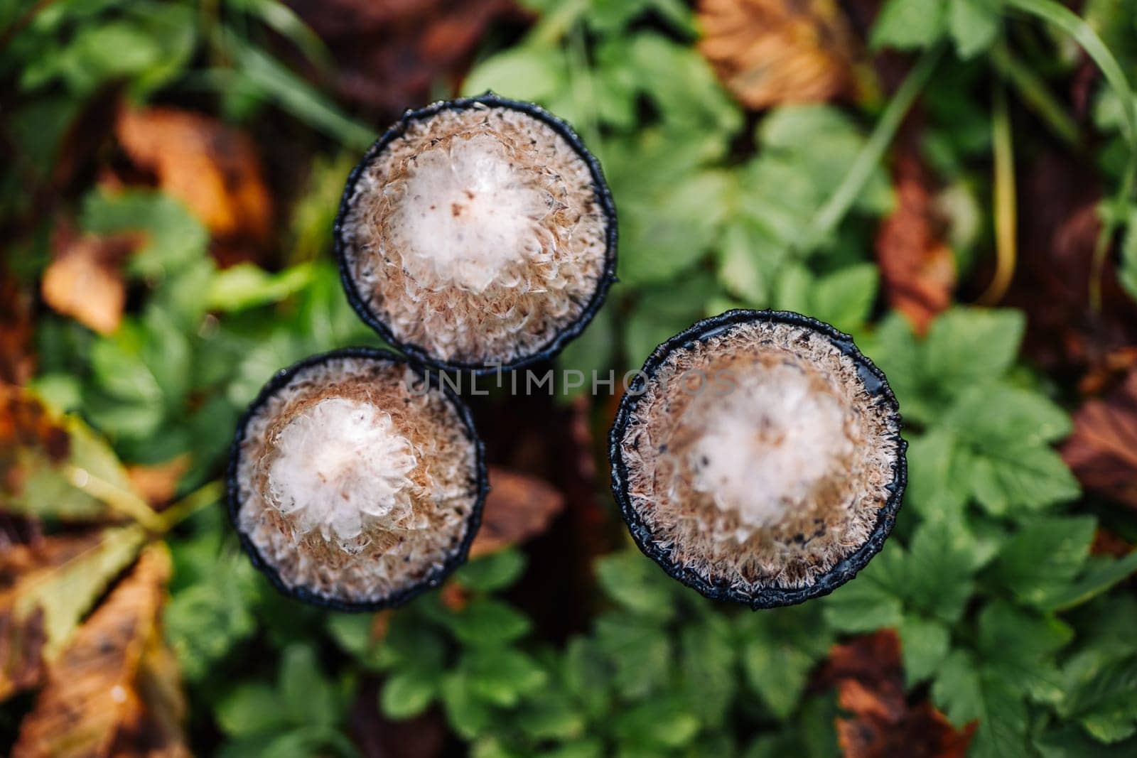 Top view of three hare's foot inkcap mushrooms growing among green grass and dry leaves