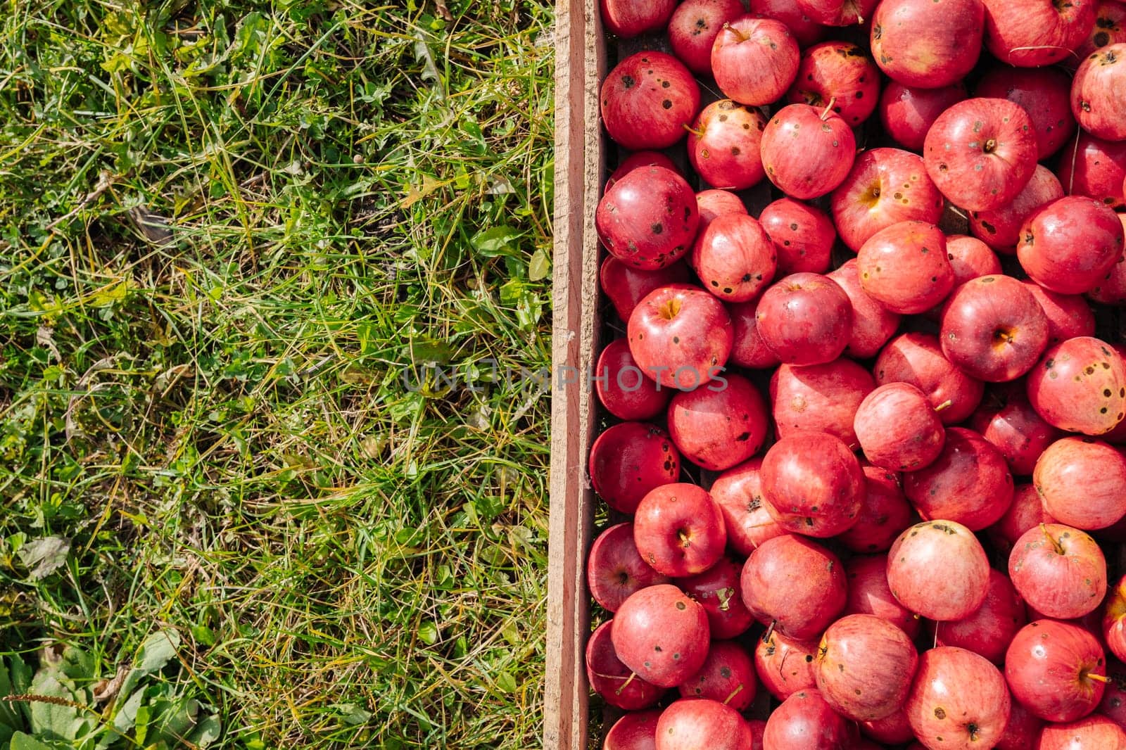 Ripe red apples with minor blemishes rest in a wooden crate on a vibrant green grass background, suggesting a recent harvest