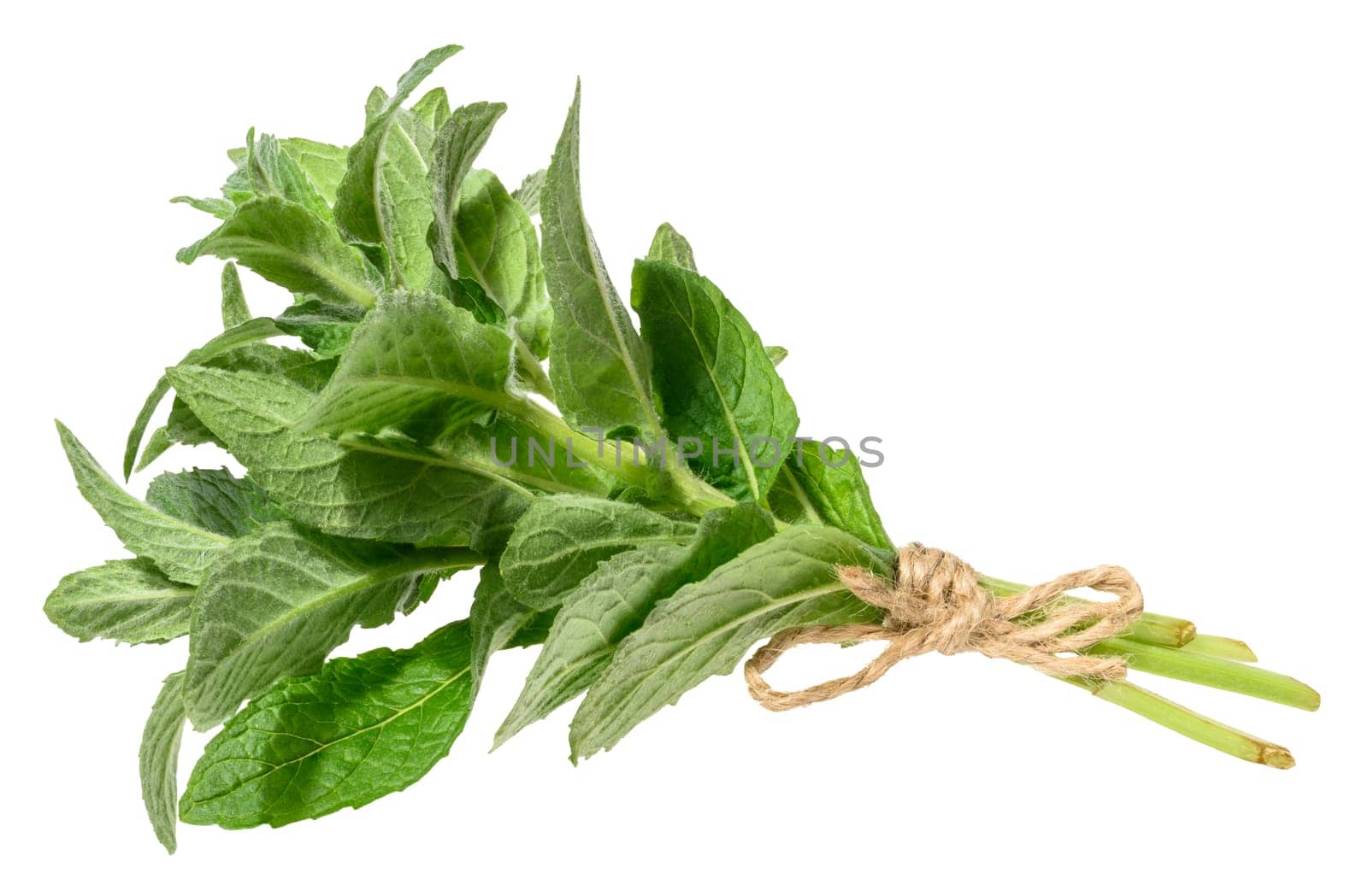 Mint sprigs tied with rope on isolated background