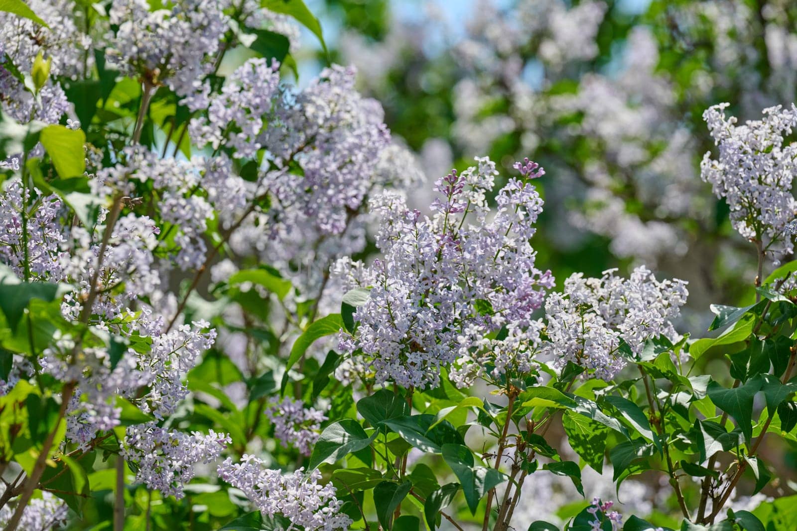 Clusters of purple lilac flowers Syringa vulgaris blooming in spring