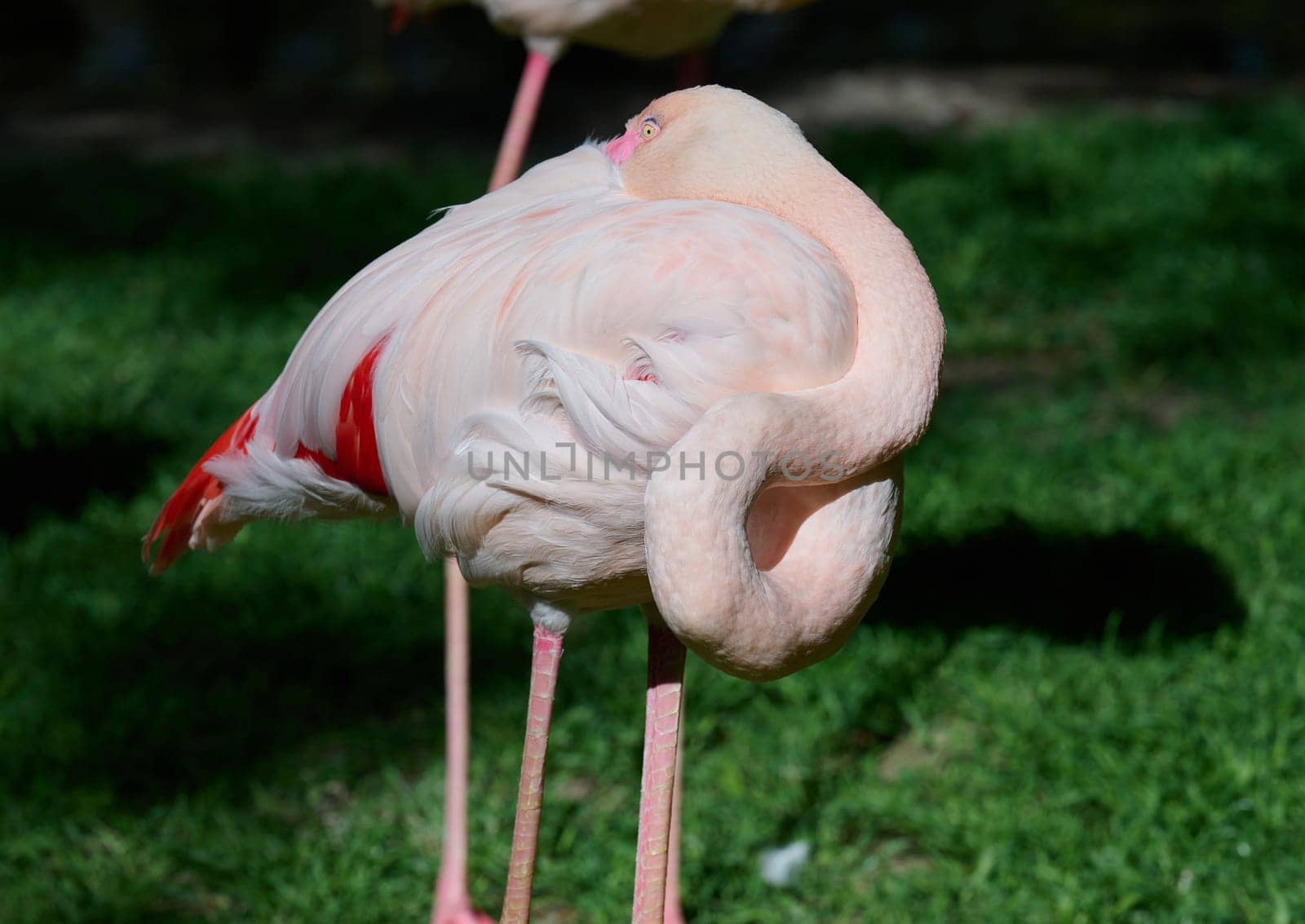Pink flamingo arched its neck, sunny day