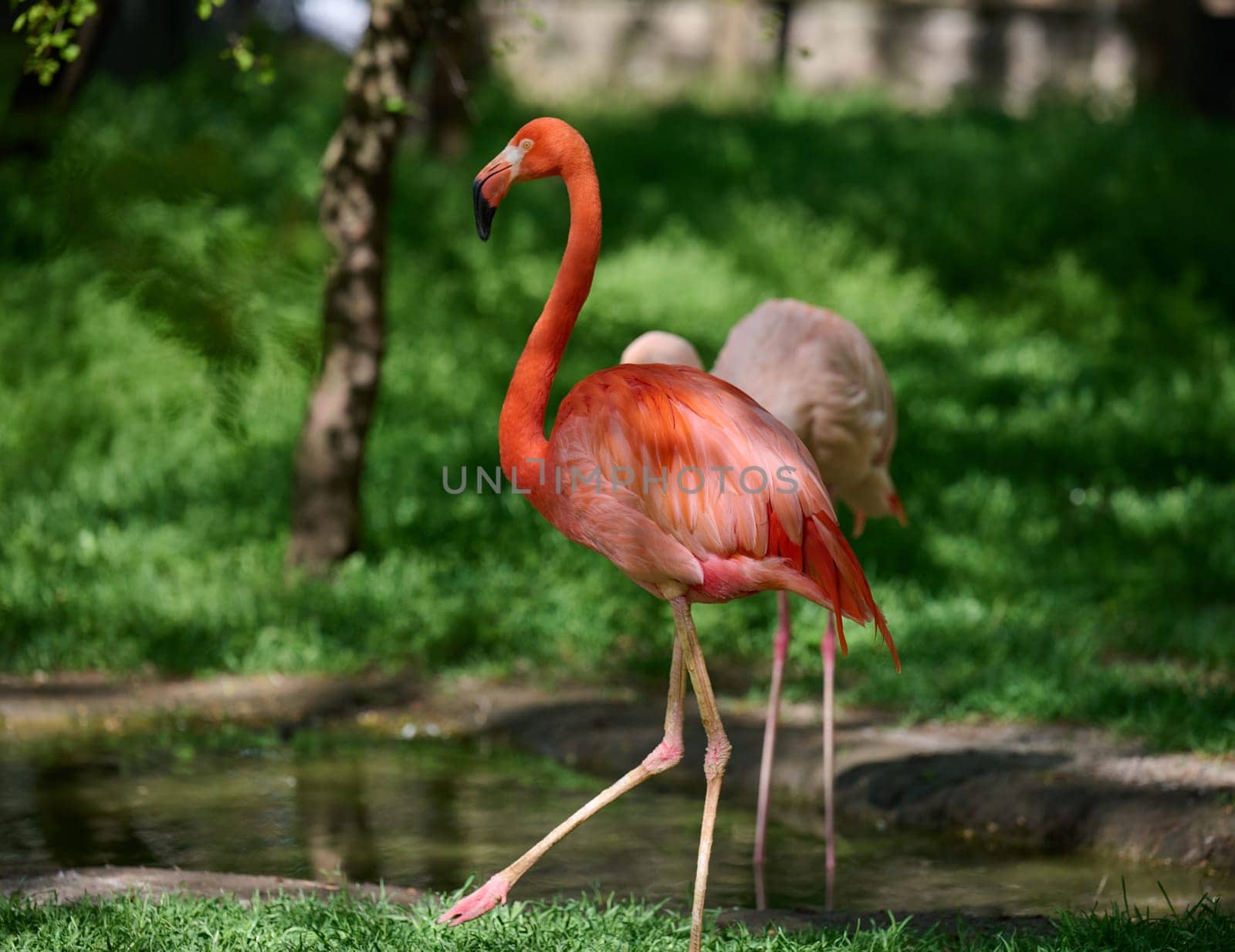 A pink flamingo stands tall at the edge of a pond, surrounded by lush green grass