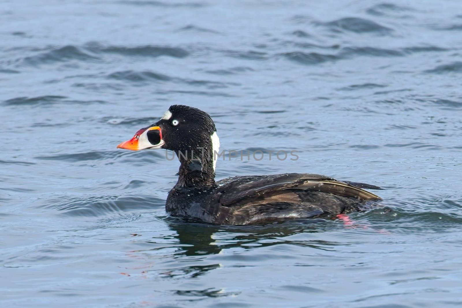A surf scoter swims in the sea water in a bay at Neah Bay, Washington.