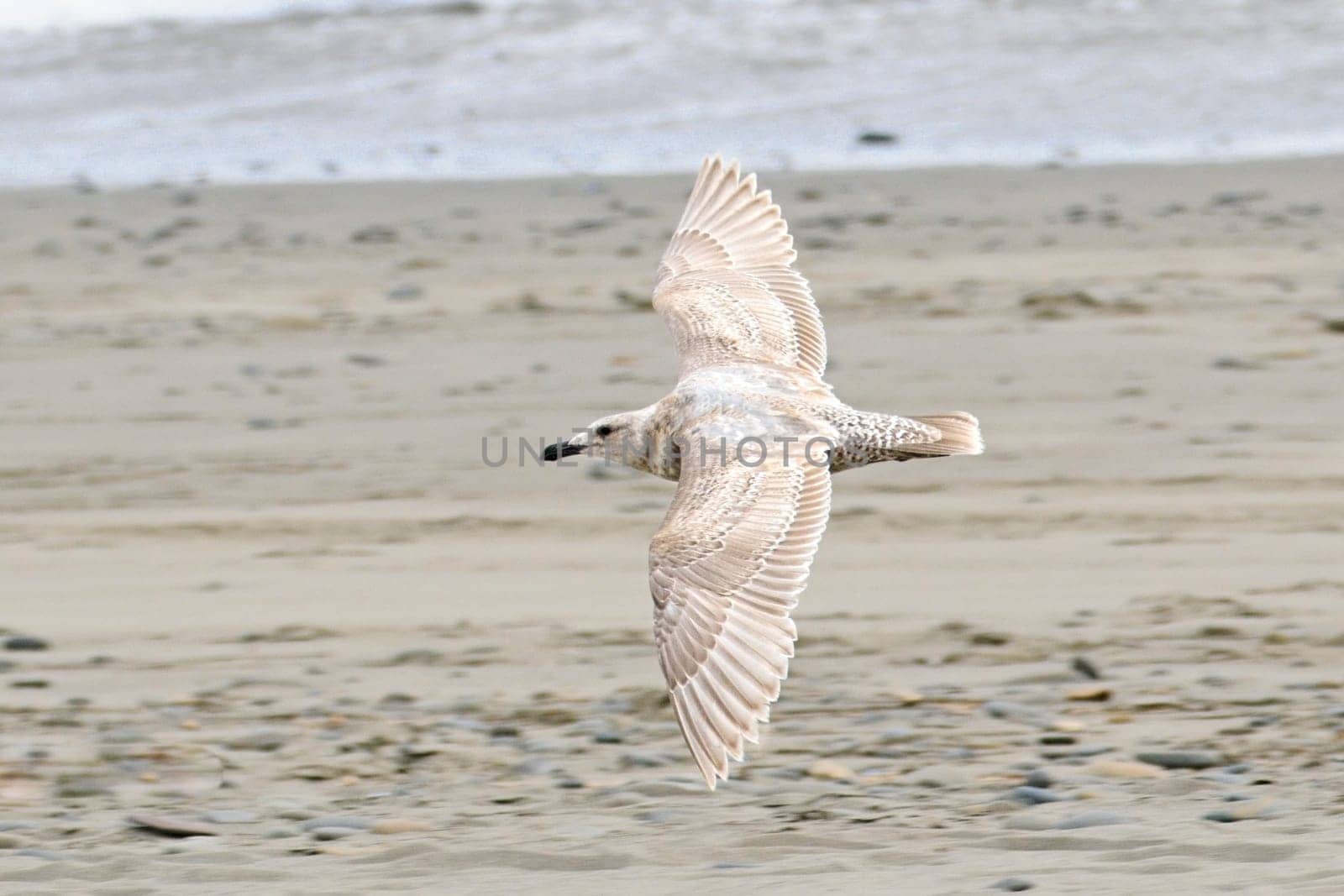 A juvenile glaucous gull is flying just above the beach at La Push, Washington.