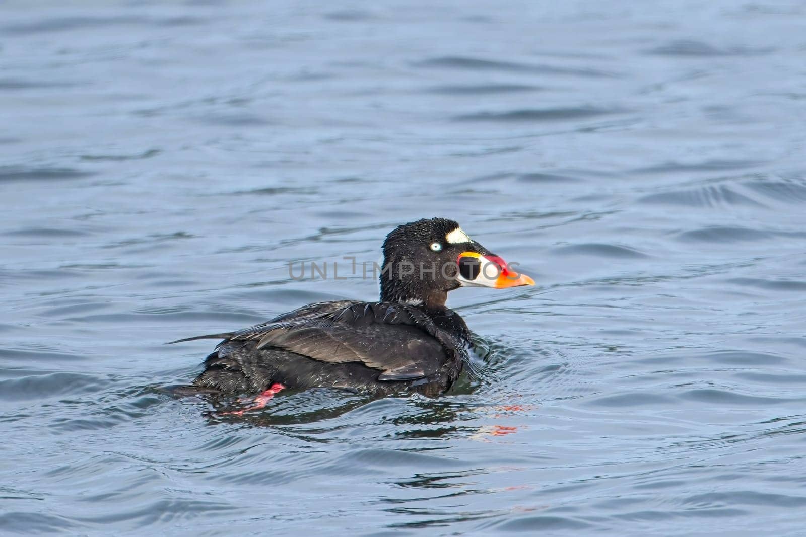 A surf scoter swims in the sea water in a bay at Neah Bay, Washington.