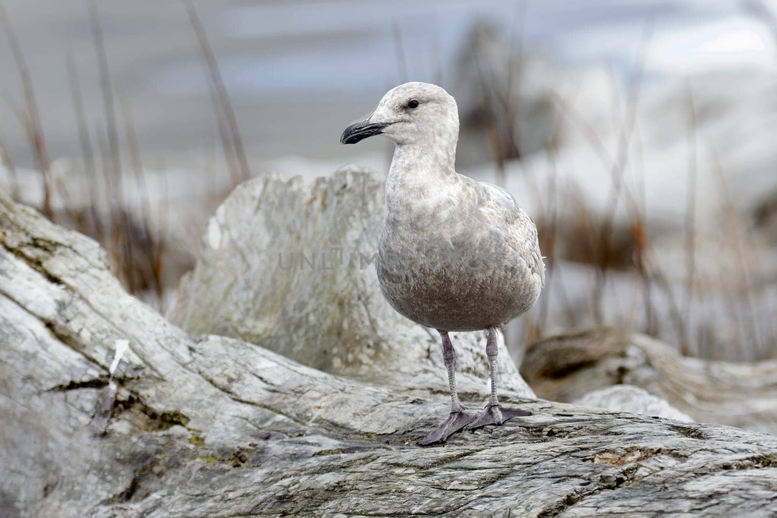 A juvenile glaucous gull is perched on a large piece of driftwood in La Push, Washington.