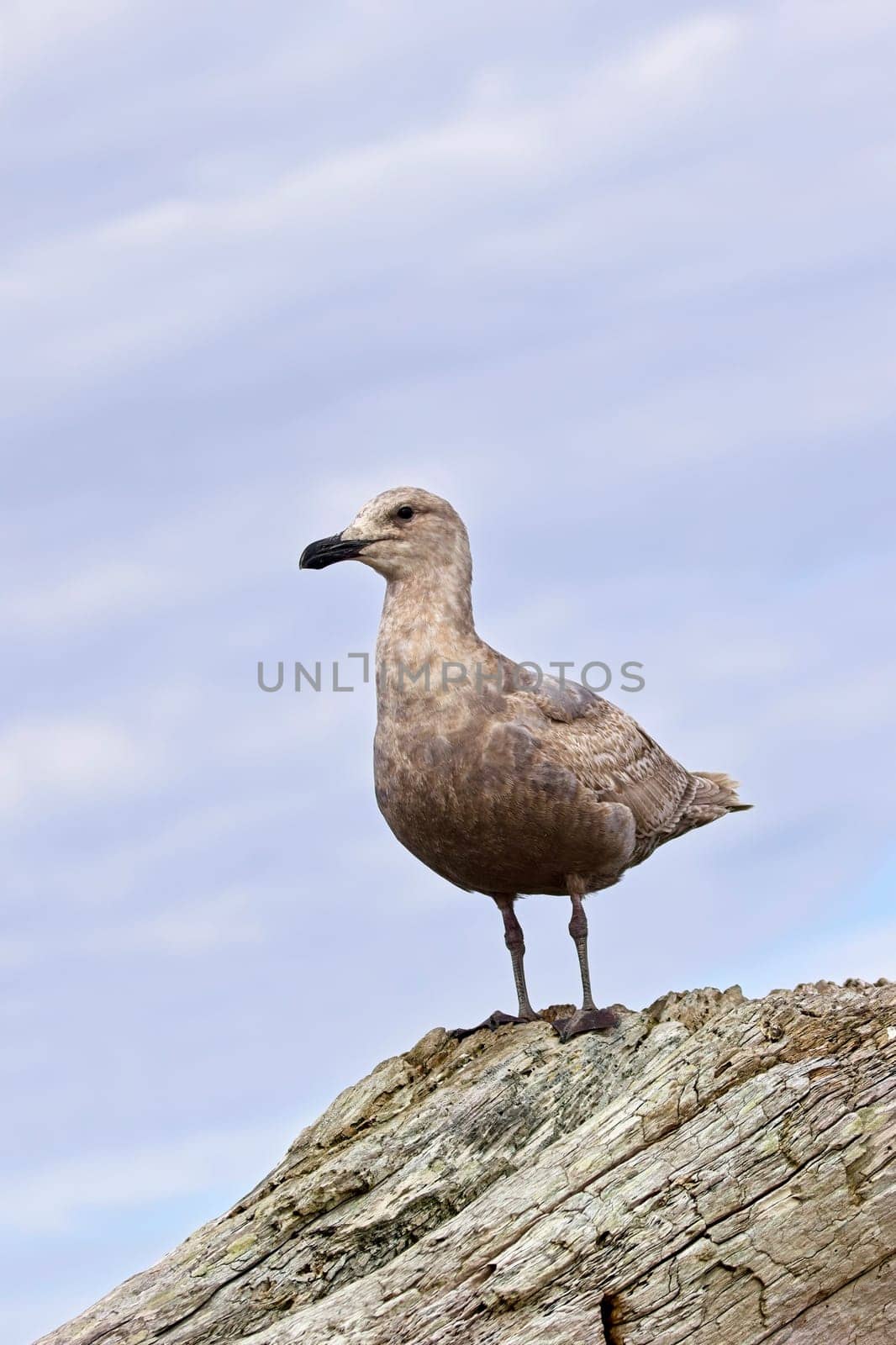A juvenile glaucous gull is perched on a large piece of driftwood in La Push, Washington.