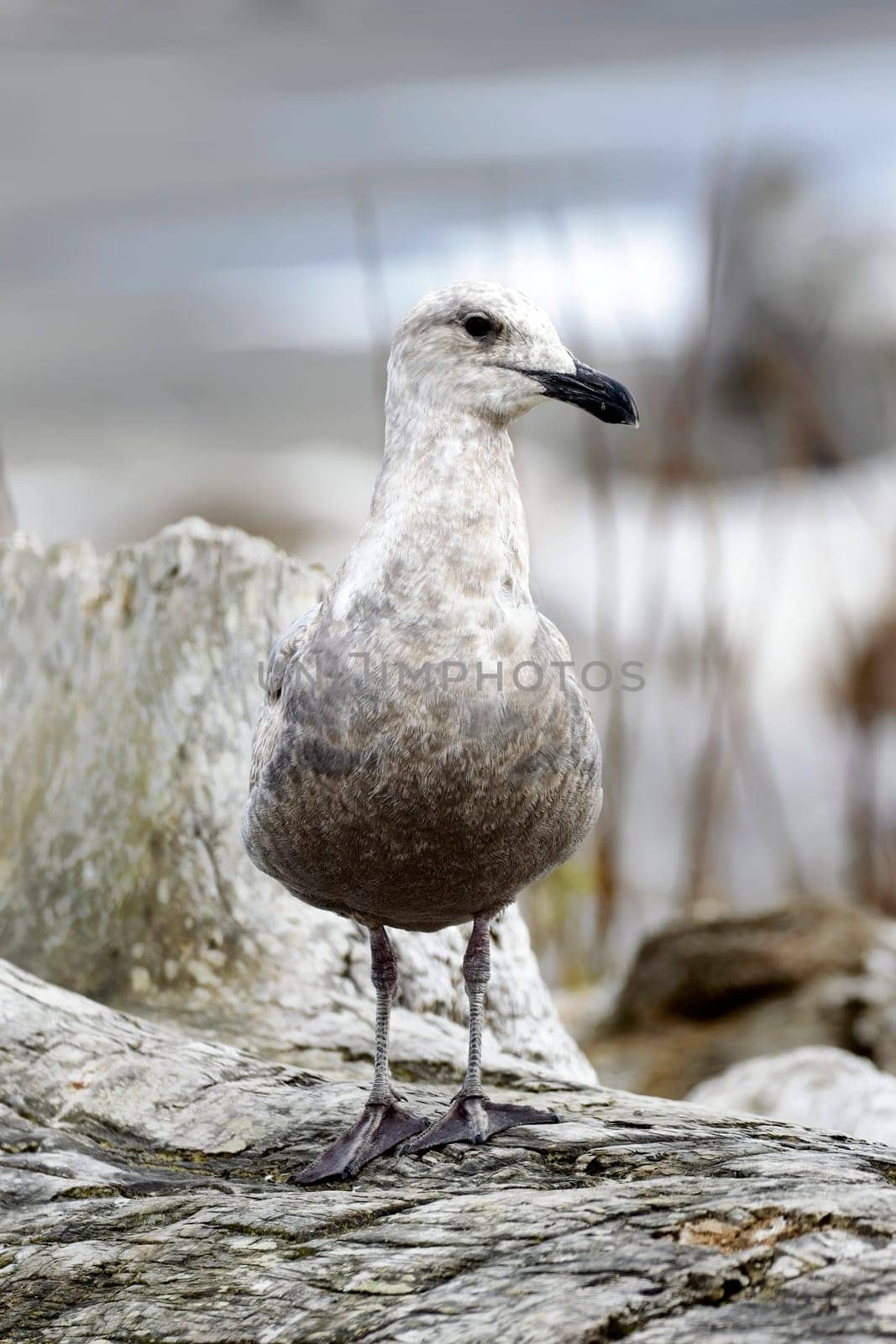 A juvenile glaucous gull is perched on a large piece of driftwood in La Push, Washington.