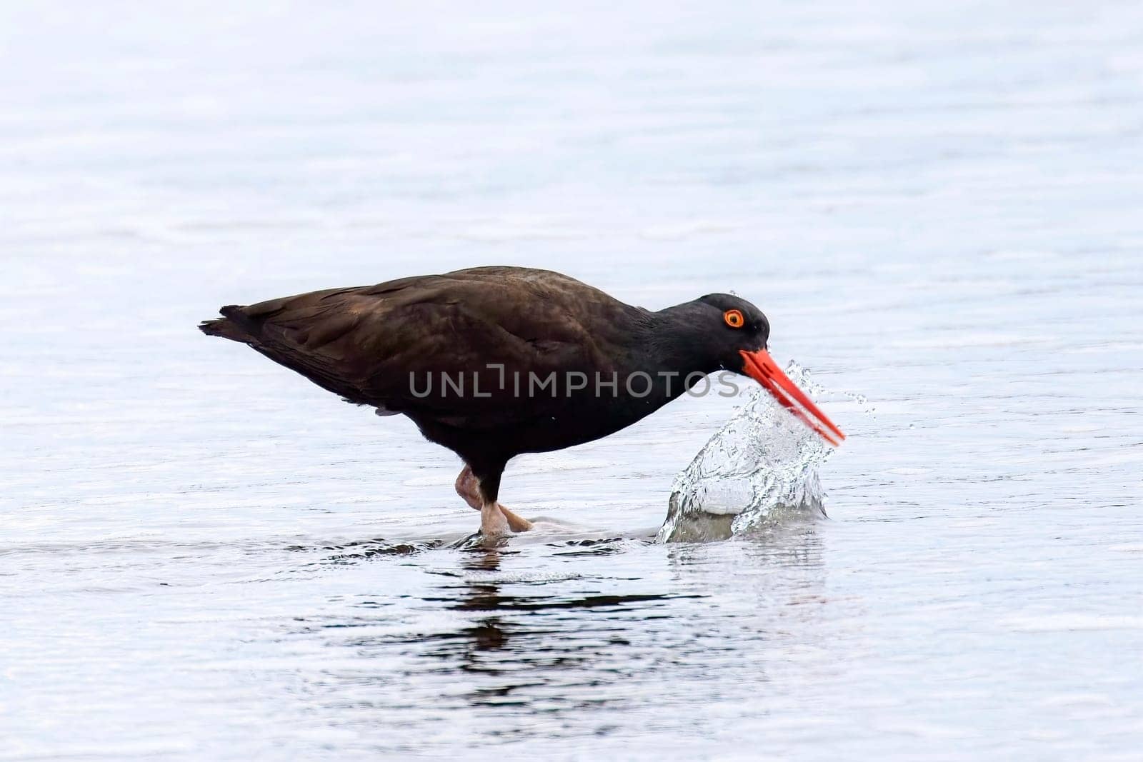 A black oyster catcher makes a splash with its beak on the shoreline at 2nd beach in La Push, Washington. 
