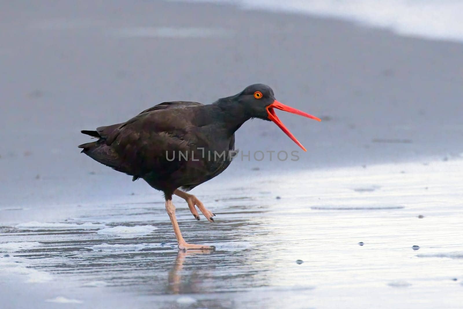 A black oyster catcher calls out on the shoreline at 2nd beach in La Push, Washington. 