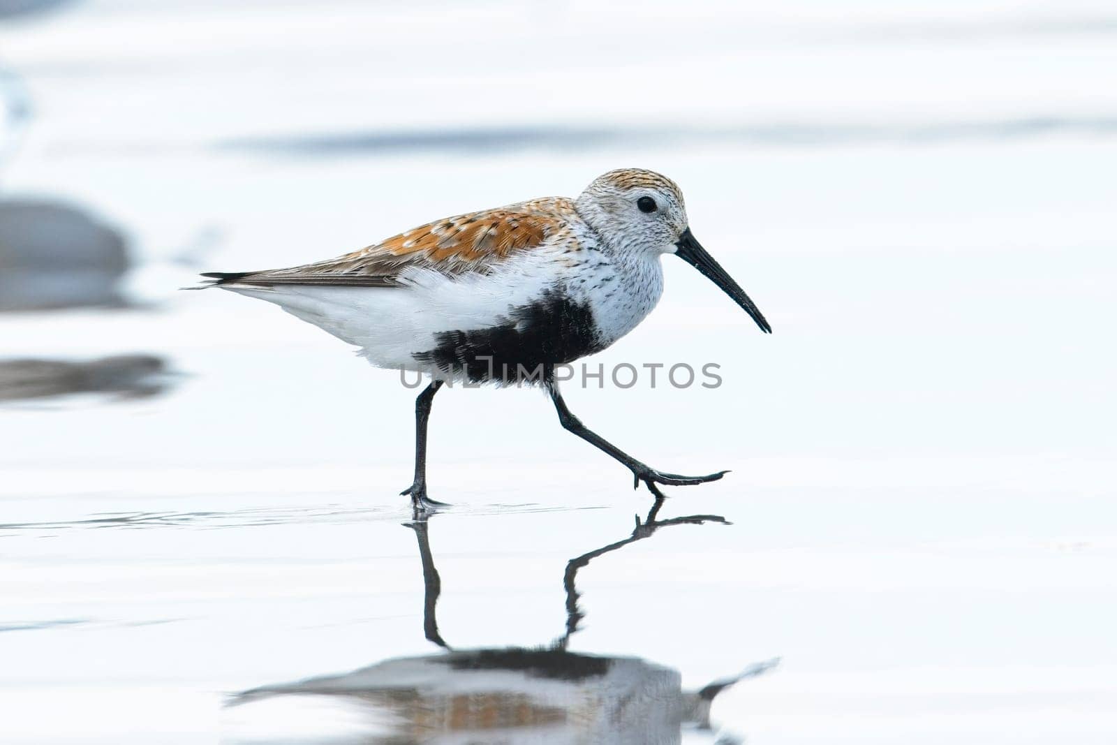 A cute Dunlin wading bird walks on the bright water covered Hobuck Beach in Washington.