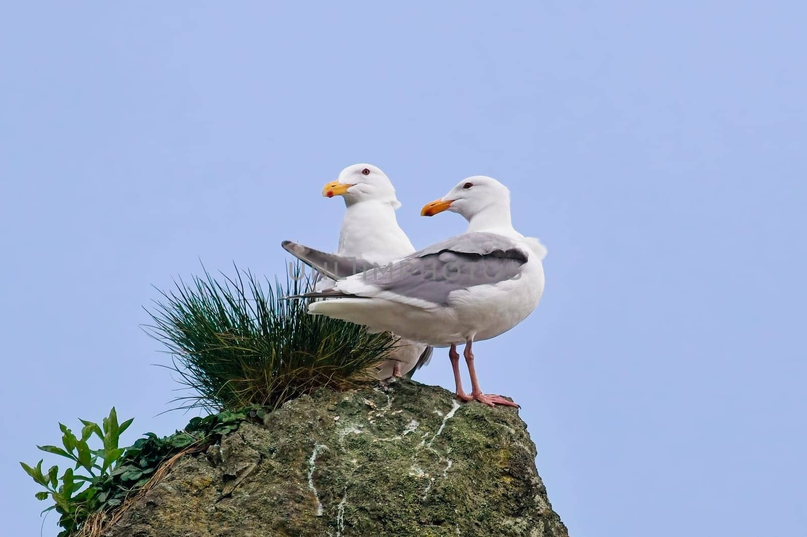 Two Thayer's gulls are perched on top of a large rock on 2nd beach in La Push, Washington.