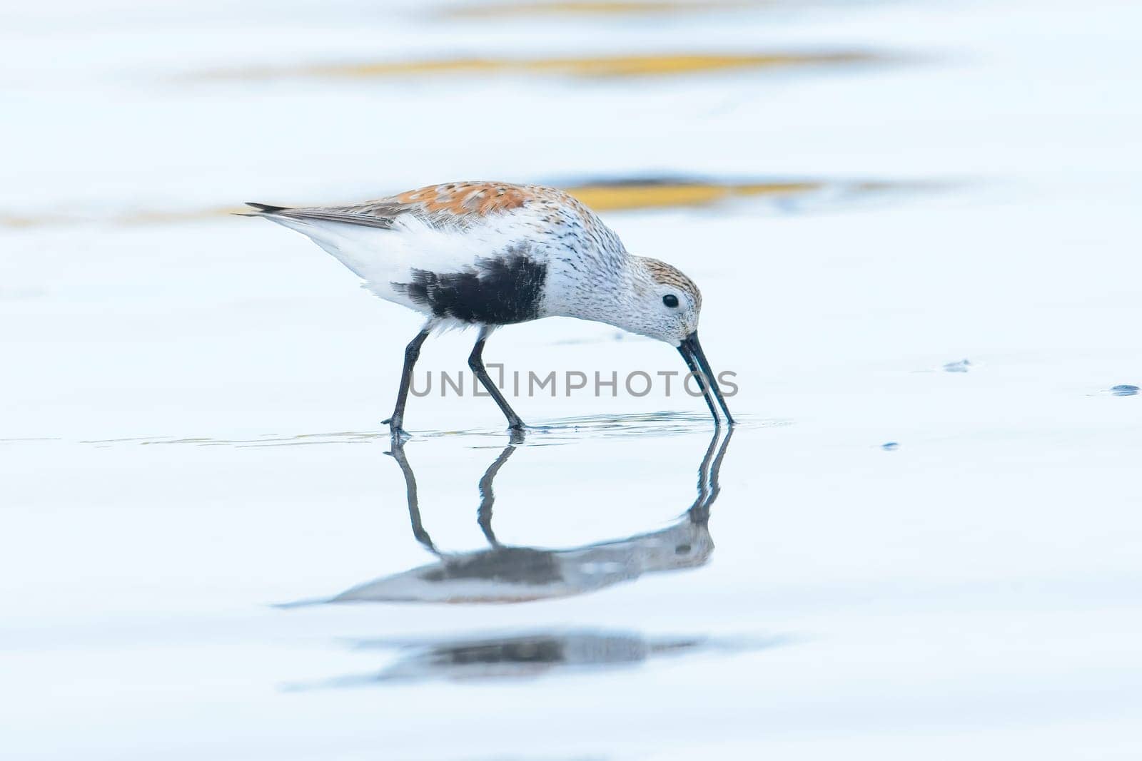 A small Dunlin bird is searching for food on Hobuck Beach in Washington.