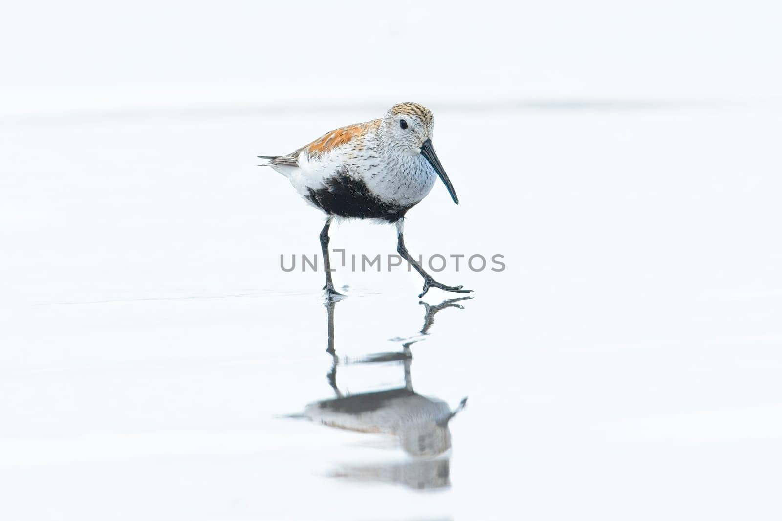 A cute Dunlin wading bird walks on the bright water covered Hobuck Beach in Washington.