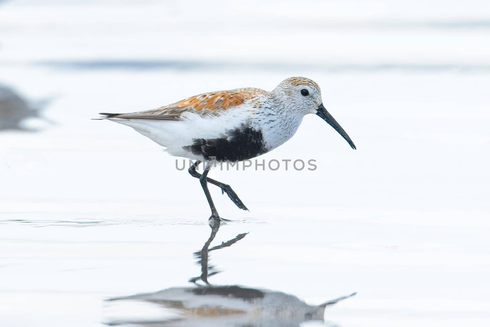 A cute Dunlin wading bird walks on the bright water covered Hobuck Beach in Washington.