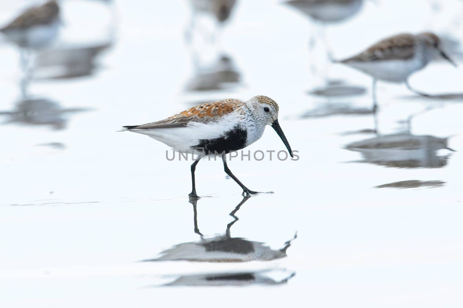 A cute Dunlin wading bird walks on the bright water covered Hobuck Beach in Washington.