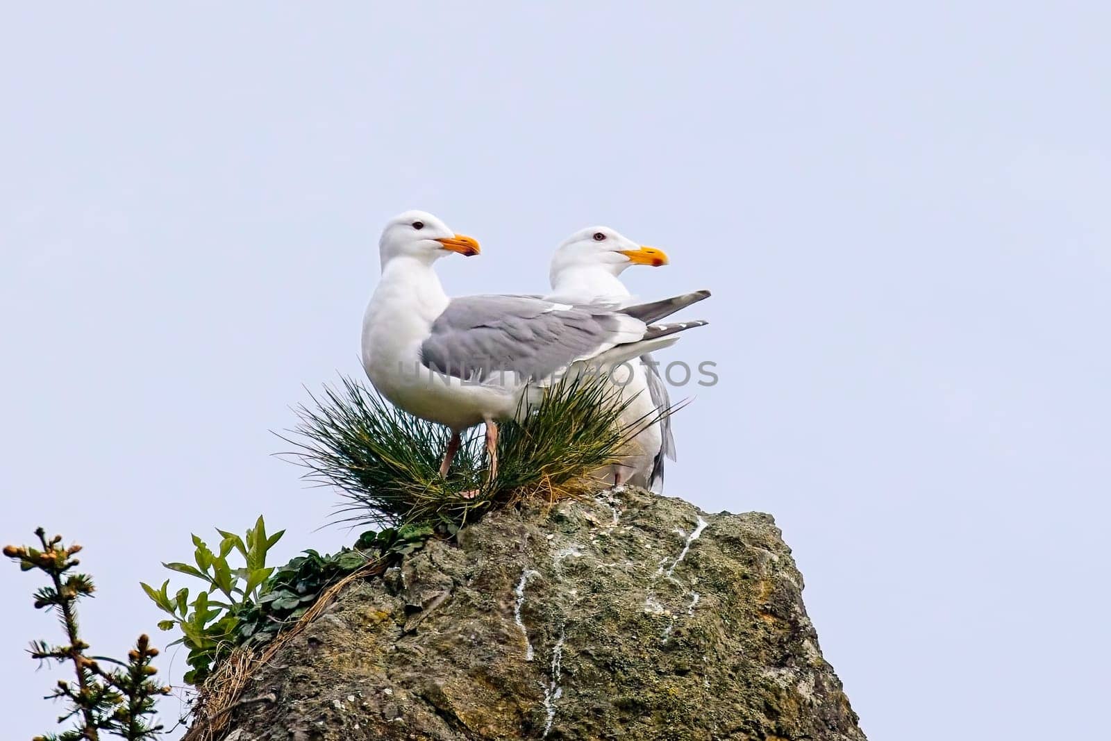 Two Thayer's gulls are perched on top of a large rock on 2nd beach in La Push, Washington.