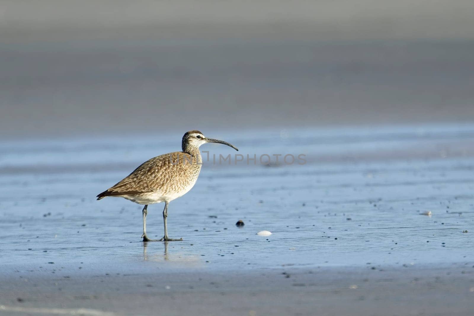 A whimbrel wading bird walks on the sandy Hobuck Beach in western Washington.