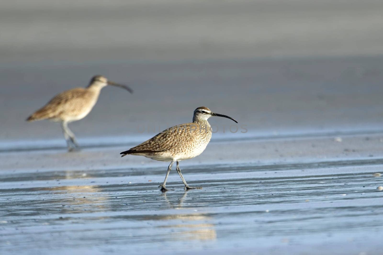 A whimbrel wading bird walks on the sandy Hobuck Beach in western Washington.
