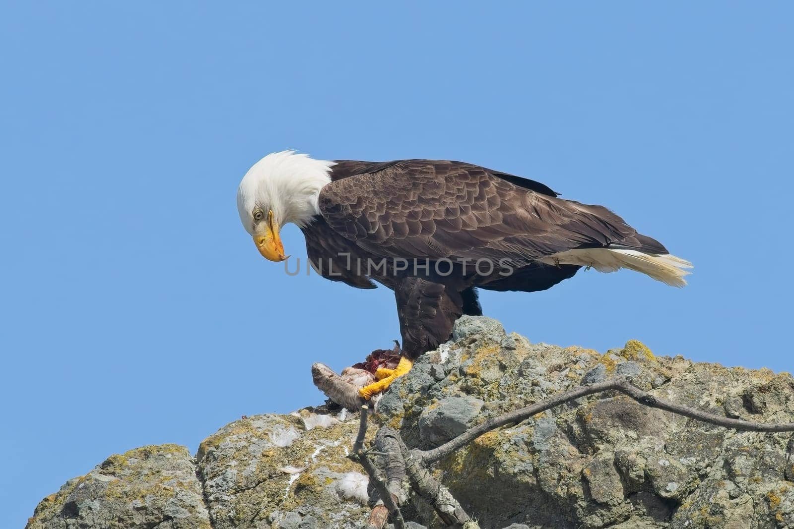 An American bald eagle is perched on a rock with a small bird in its claws for food at Ruby Beach in Washington.