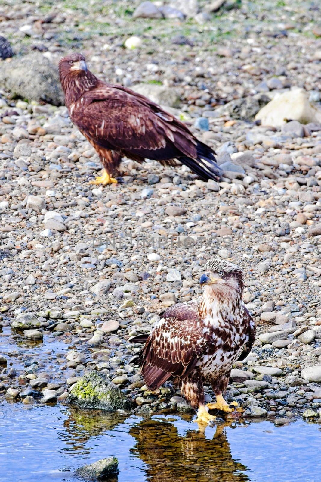An immature bald eagle stands by a small stream of water in Neah Bay, Washington.