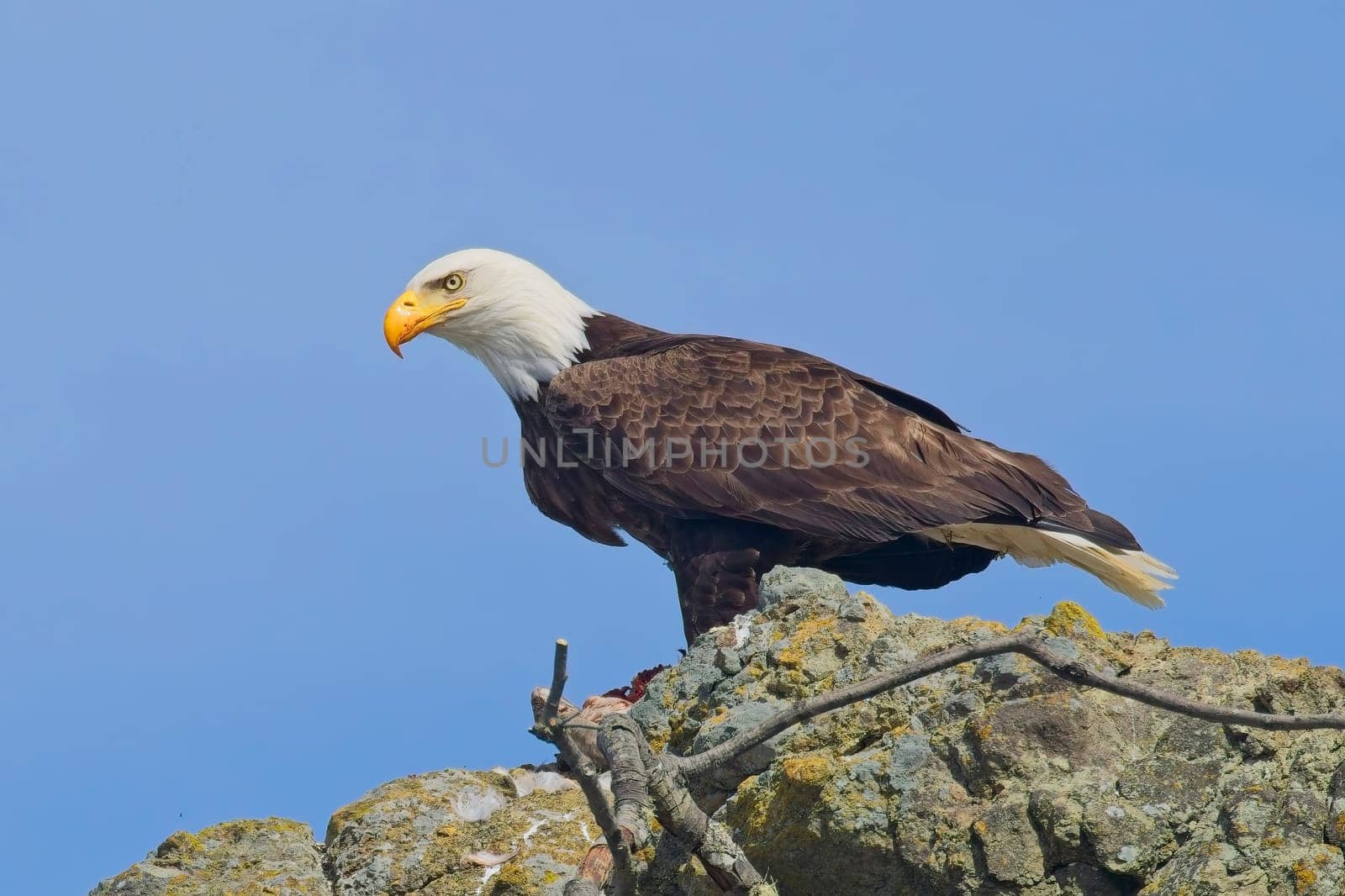 An American bald eagle is perched on a rock with a small bird in its claws for food at Ruby Beach in Washington.