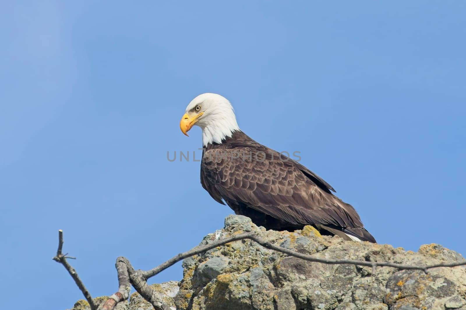 An American bald eagle is perched on a rock on a sunny day at Ruby Beach in Washington.