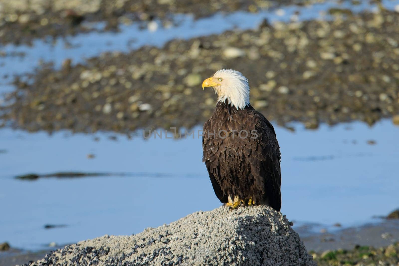 A majestic adult bald eagle is perched on a large rock in Neah Bay, Washington.