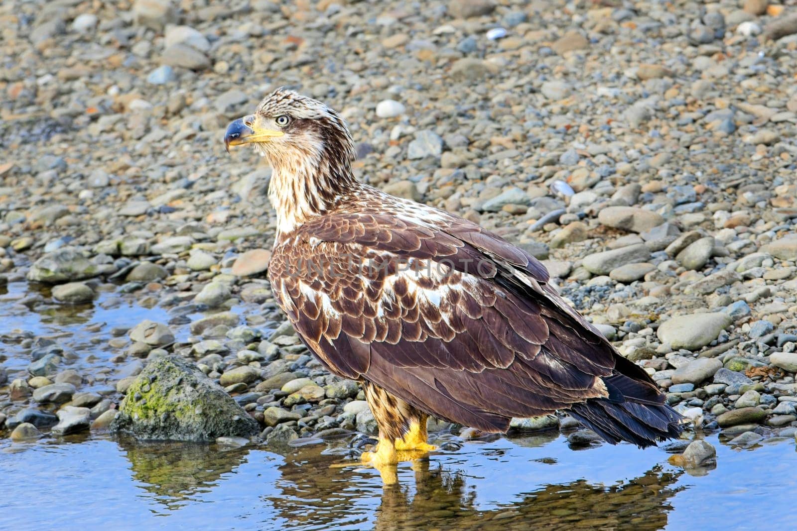 A close up photo of an immature bald eagle stands by a small stream of water in Neah Bay, Washington.