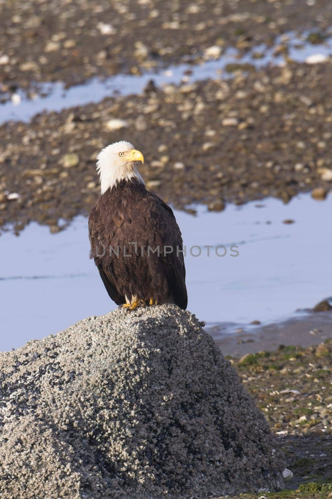 A majestic adult bald eagle is perched on a large rock in Neah Bay, Washington.