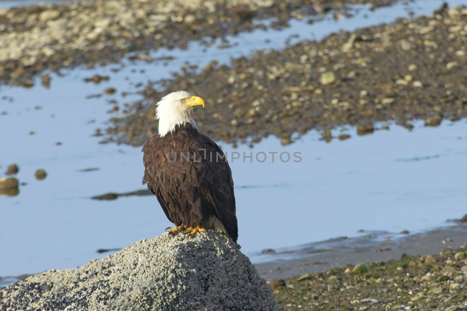 A majestic adult bald eagle is perched on a large rock in Neah Bay, Washington.