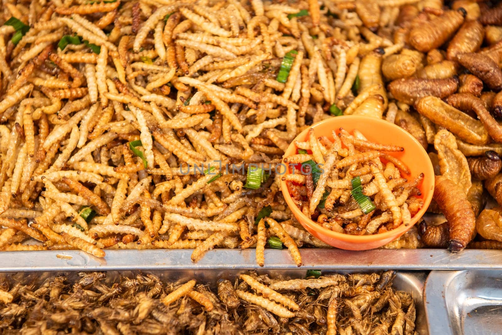 crispy Insects and worms at Thai Food Market on Wat Saket Festival Fair in Bangkok in Thailand.  Thailand, Bangkok, November, 8, 2024.