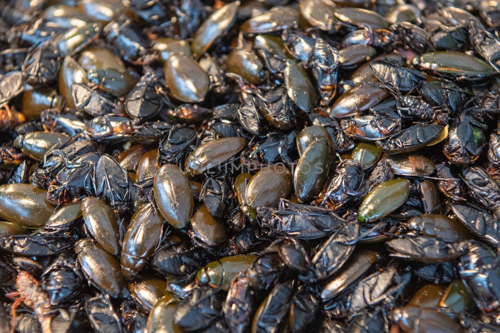 crispy Insects and worms at Thai Food Market on Wat Saket Festival Fair in Bangkok in Thailand.  Thailand, Bangkok, November, 8, 2024.