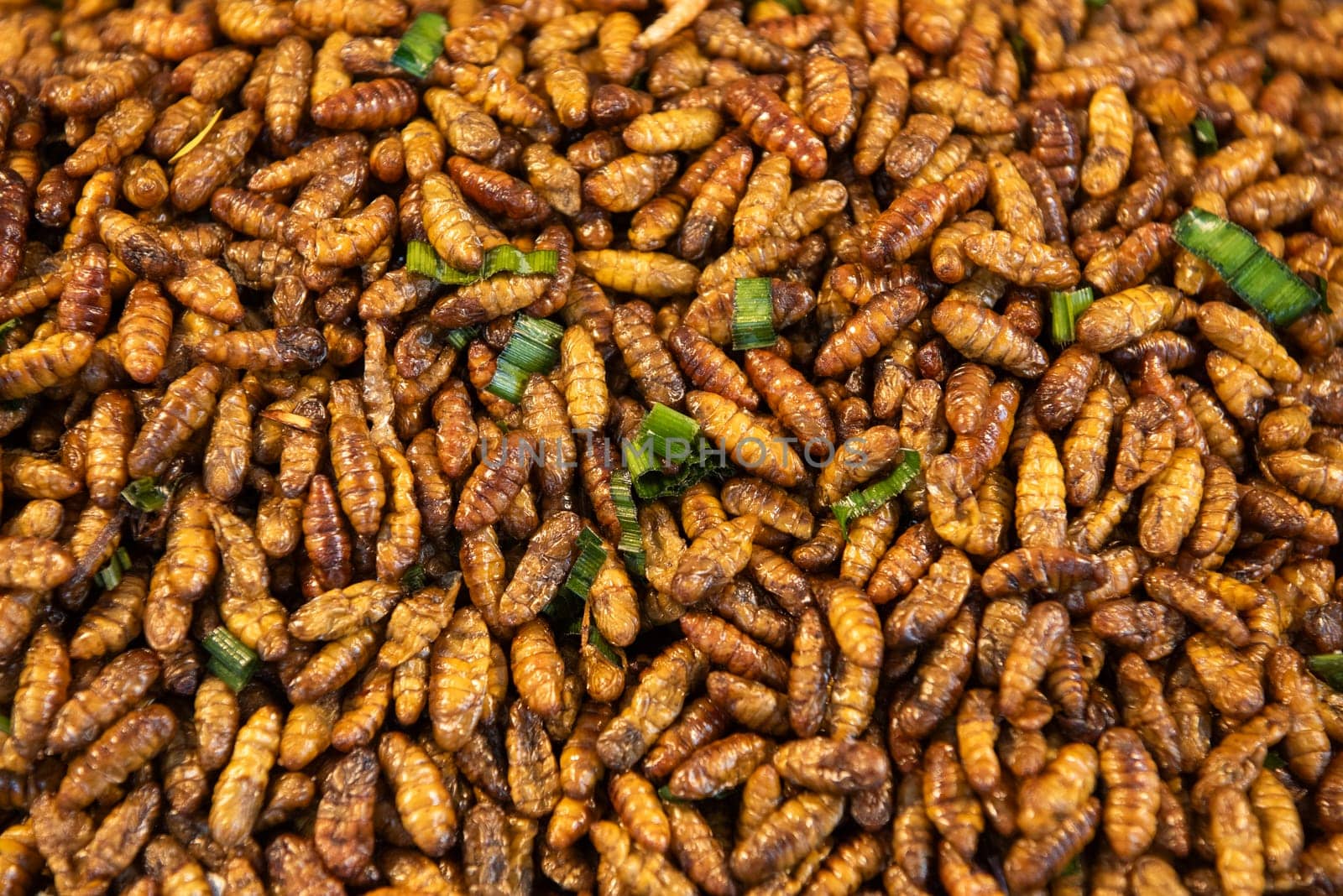 crispy Insects and worms at Thai Food Market on Wat Saket Festival Fair in Bangkok in Thailand.  Thailand, Bangkok, November, 8, 2024.